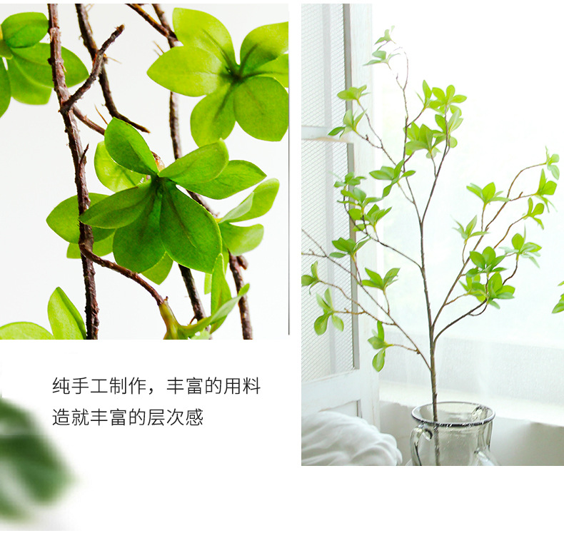 红掌叶子发红:原因分析与解决方法